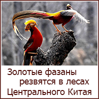 li_png_0016
