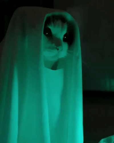 kote