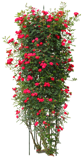 crepe_myrtle_yapfiles.ru (1)