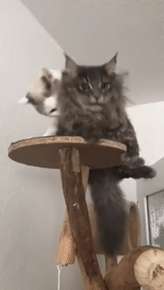 kote