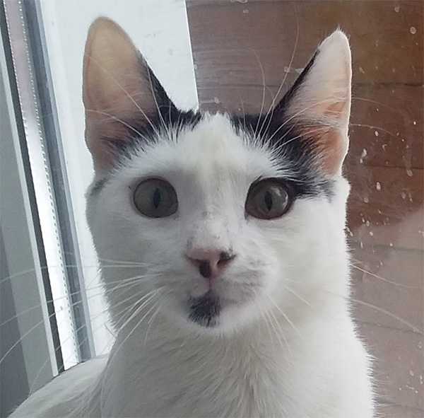 котя