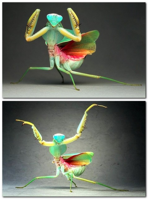 Танцующая Богомолка