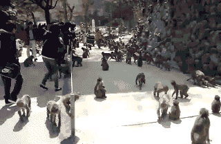 gif-king-336544ccd3c9e3a873ec1a99bdfe24ee