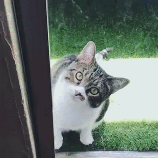 kote