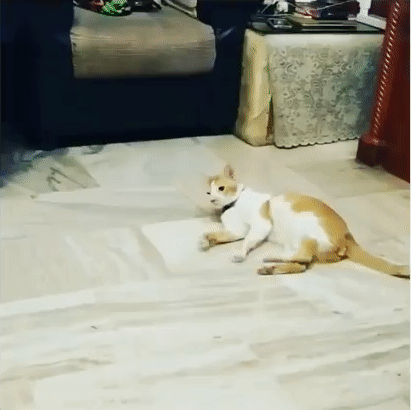 kote (2)