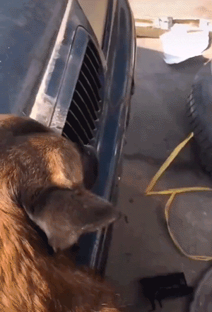 Хозяин, я тебе помогу