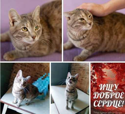 котя