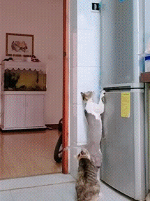 Банда грабит холодильник