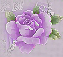 _5_arnusha