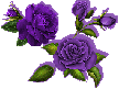 _5_arnusha