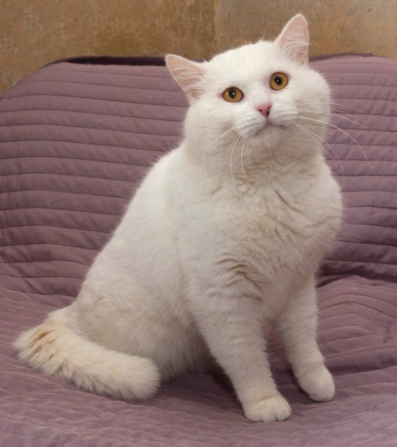 котя