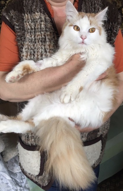 котя