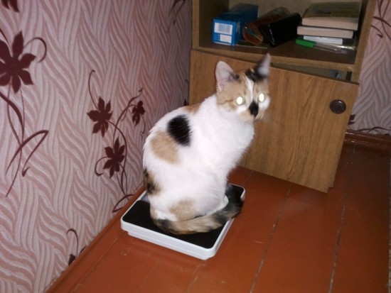 Коте на весах