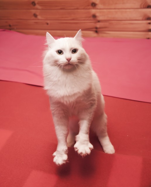 котик