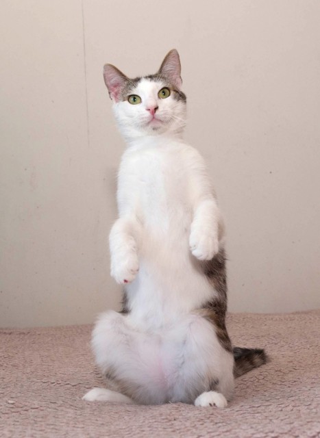 котик