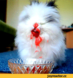 -кролик-вишня-2900165