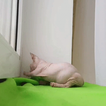 kote (1)