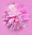 _arnusha