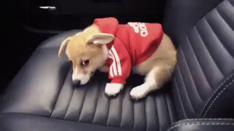 Zhivotnye__GIF (2)