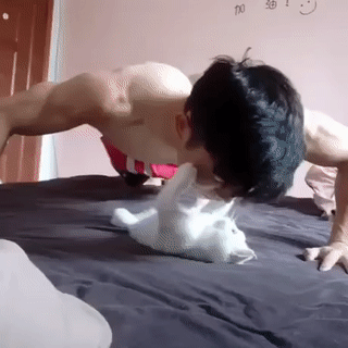 kote (1)