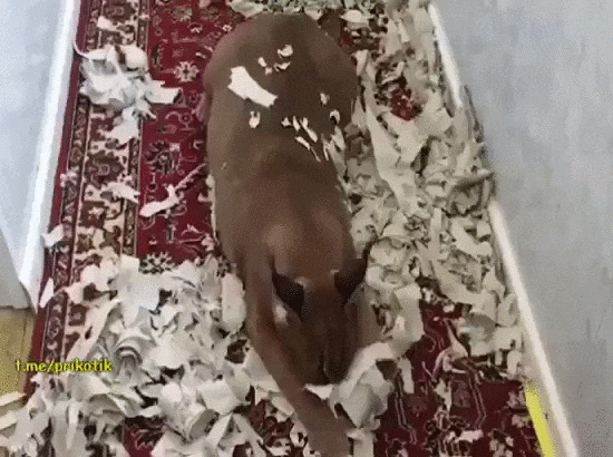 kote (2)