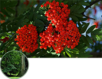 li_png_0026