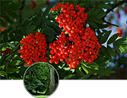 li_png_0027