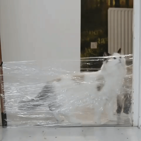 Кошки смекальшицы