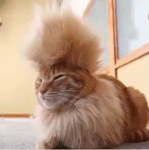 кот в душе Царь Зверей