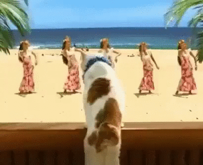 на море, мартини и танцы....