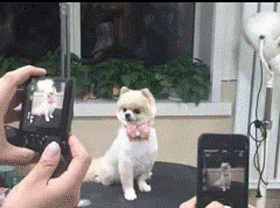 giphy