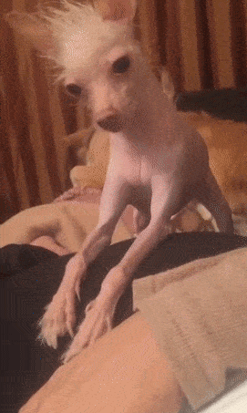 gif4385