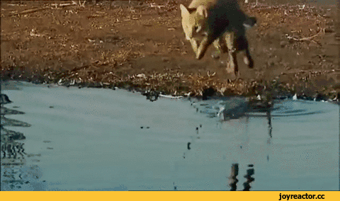 -котэ-камышовый-кот-2530930