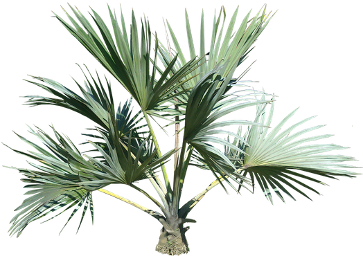 palm_tree_PNG2487_zpsoqry49ei