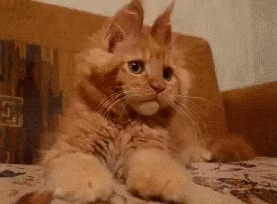 sp_mycdn_me-image (1)