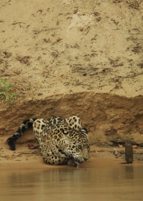 leopard