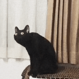 нихуя себе кот