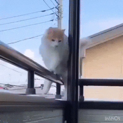-котэ-5383307