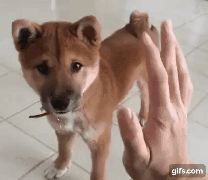vk_com_animal_gif_2019_01247