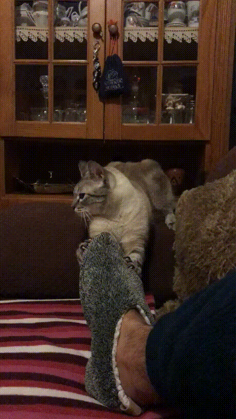 vk_com_animal_gif_2019_01233