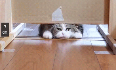 Толстый кот