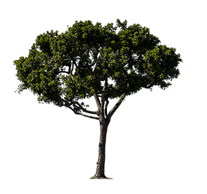 sketchy-trees-png-2 (1)