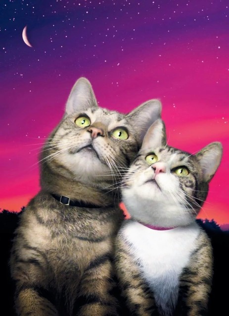 iкотики
