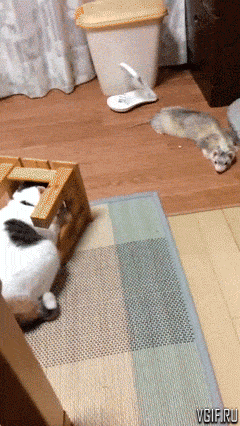 Кот прячется от хорька