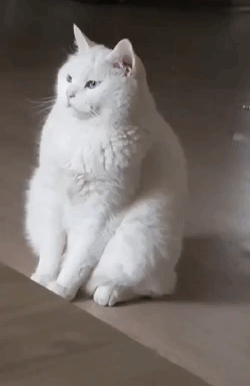 kote