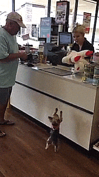 https__vk_com_gif_animals (1)