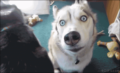 https__vk_com_gif_animals (3)
