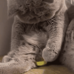 https__vk_com_gif_animals