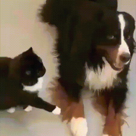 -котэ-собака-разговор-5435886