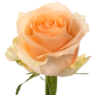 orangw_